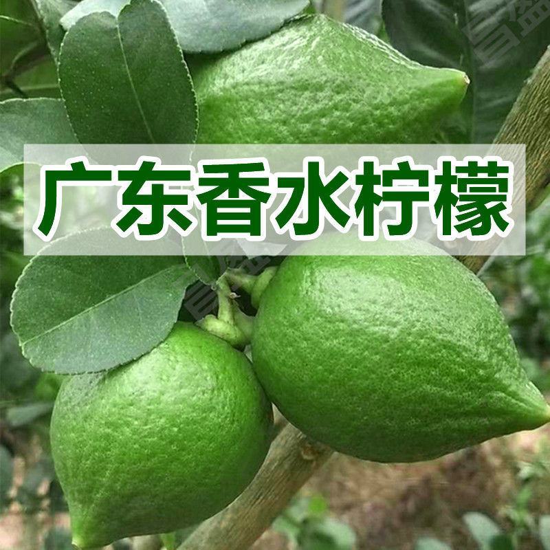 柠檬苗正宗香水柠檬苗嫁接苗健康苗提供技术