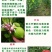 柠檬苗正宗香水柠檬苗嫁接苗健康苗提供技术
