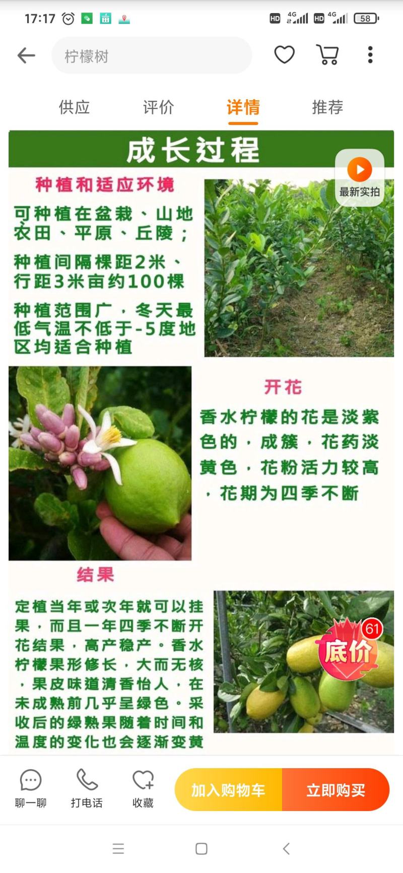 柠檬苗正宗香水柠檬苗嫁接苗健康苗提供技术