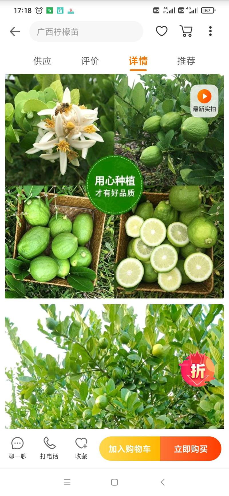 柠檬苗正宗香水柠檬苗嫁接苗健康苗提供技术
