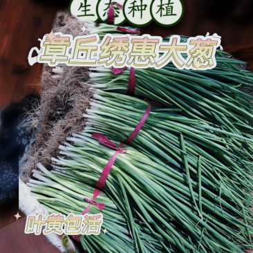 预定：葱苗状元高白甜脆大葱葱苗原产地发货铁杆刚葱苗