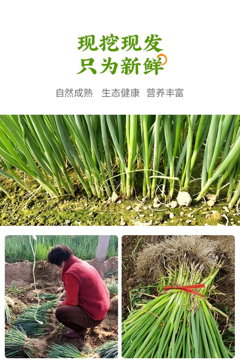 预定：葱苗状元高白甜脆大葱葱苗原产地发货铁杆刚葱苗