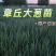预定：葱苗状元高白甜脆大葱葱苗原产地发货铁杆刚葱苗