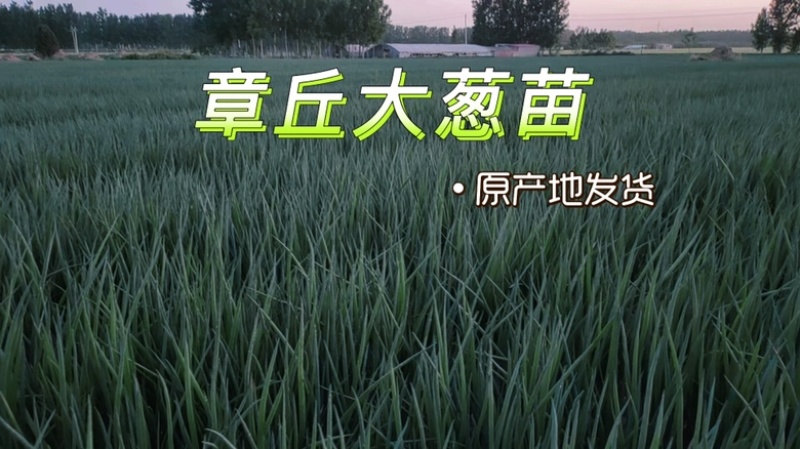 预定：葱苗状元高白甜脆大葱葱苗原产地发货铁杆刚葱苗