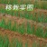 预定：葱苗状元高白甜脆大葱葱苗原产地发货铁杆刚葱苗