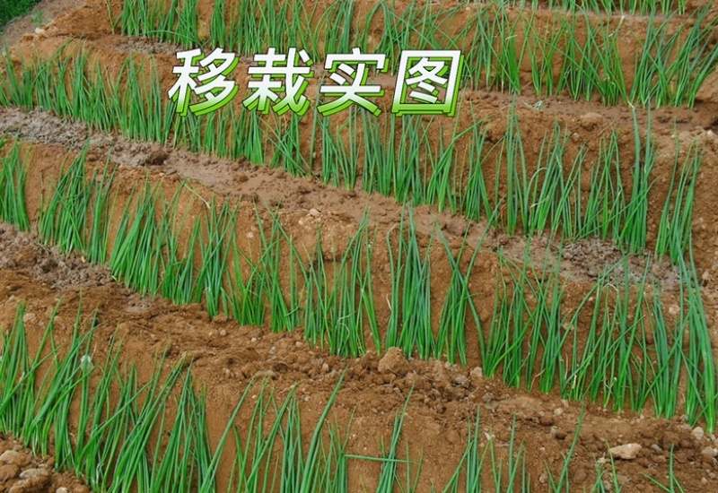 预定：葱苗状元高白甜脆大葱葱苗原产地发货铁杆刚葱苗
