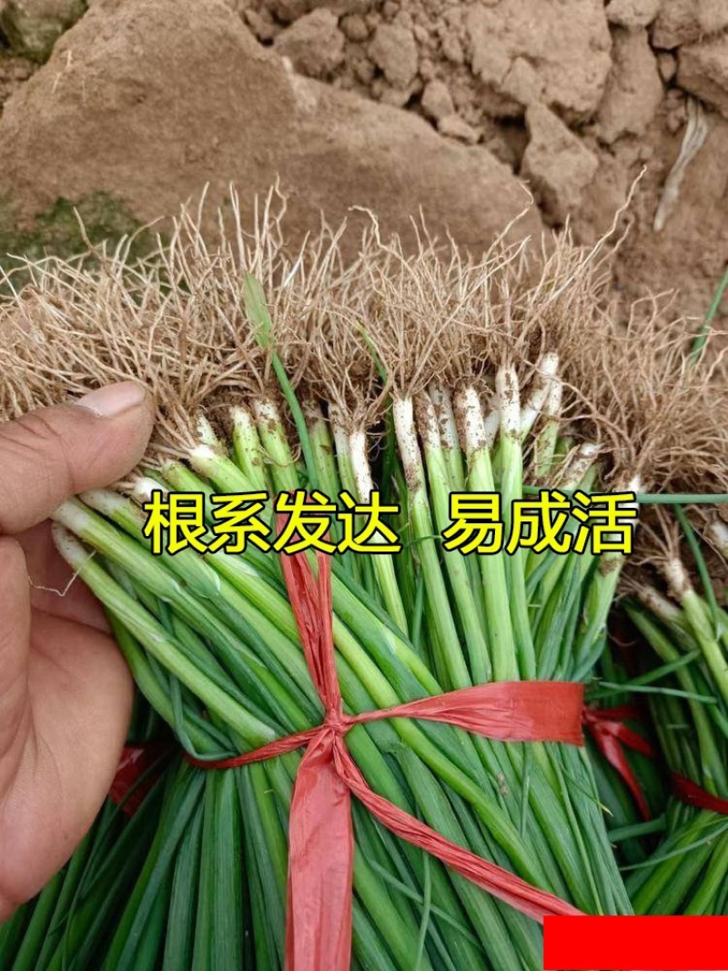 预定：葱苗状元高白甜脆大葱葱苗原产地发货铁杆刚葱苗