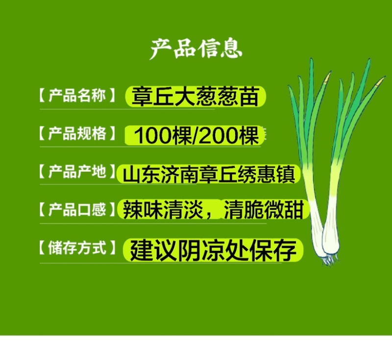 预定：葱苗状元高白甜脆大葱葱苗原产地发货铁杆刚葱苗