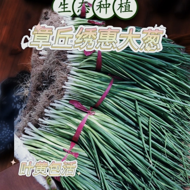 预定：葱苗状元高白甜脆大葱葱苗原产地发货铁杆刚葱苗