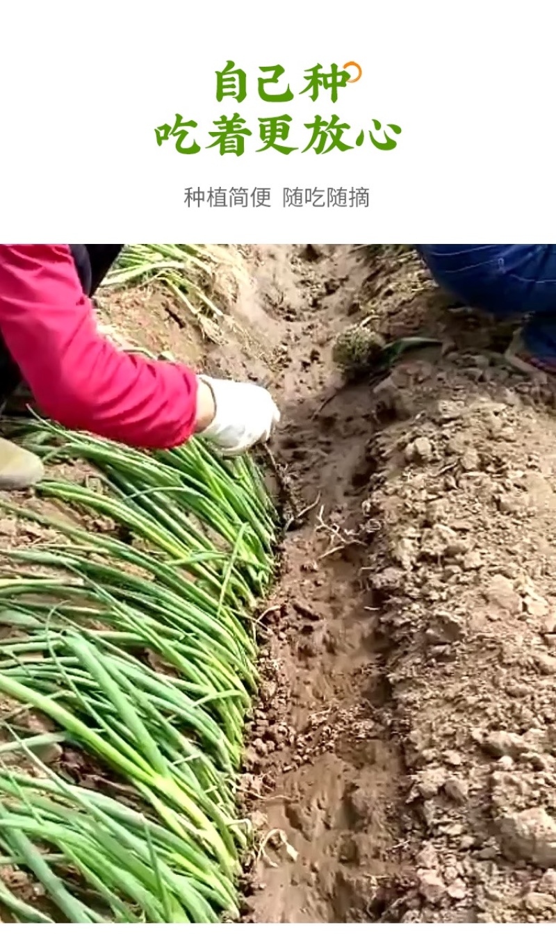 预定：葱苗状元高白甜脆大葱葱苗原产地发货铁杆刚葱苗