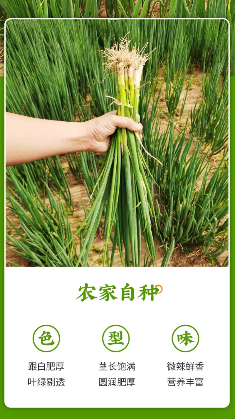 预定：葱苗状元高白甜脆大葱葱苗原产地发货铁杆刚葱苗