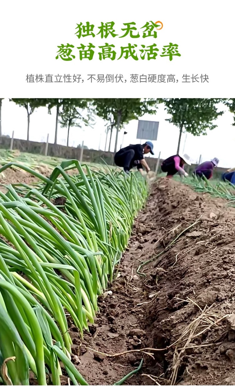 预定：葱苗状元高白甜脆大葱葱苗原产地发货铁杆刚葱苗