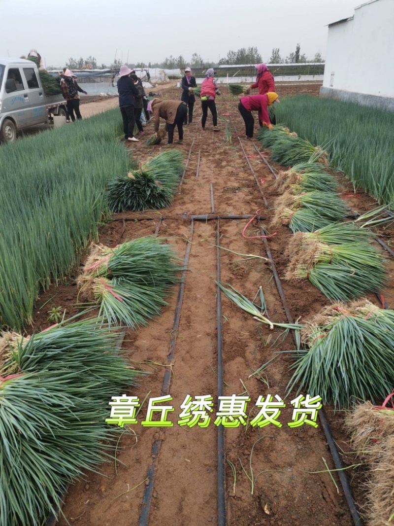 预定：葱苗状元高白甜脆大葱葱苗原产地发货铁杆刚葱苗