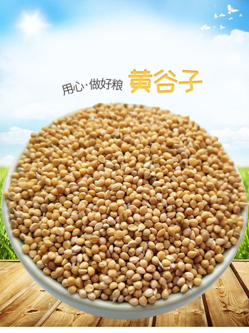 黄谷子批发大颗粒带壳小米五谷杂粮新谷子