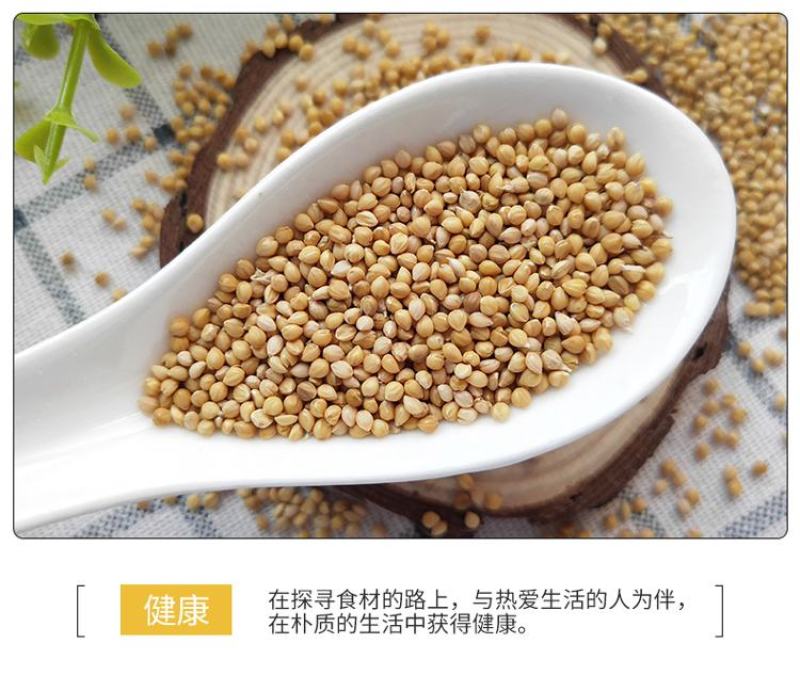 黄谷子批发大颗粒带壳小米五谷杂粮新谷子