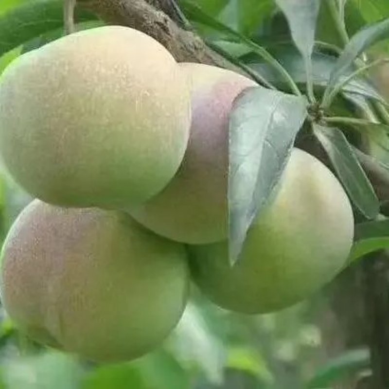 茵红李（半边红李子）