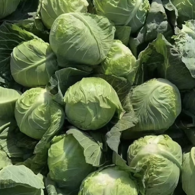 河南甘蓝圆包菜大量供应货源充足诚信代发全国