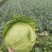 河南甘蓝圆包菜大量供应货源充足诚信代发全国