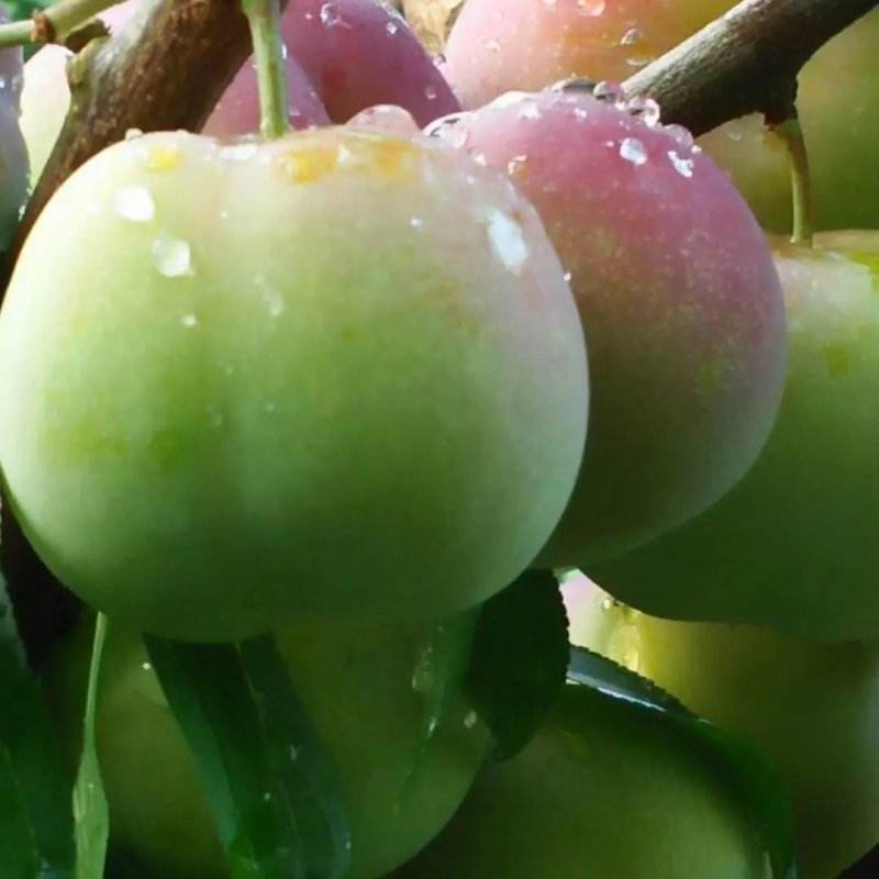 茵红李（半边红李子）