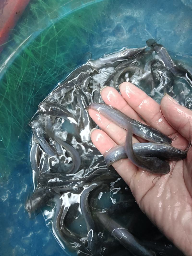大量供应，埃及鱼苗杂交良种快大好养，一手货源场地直销，