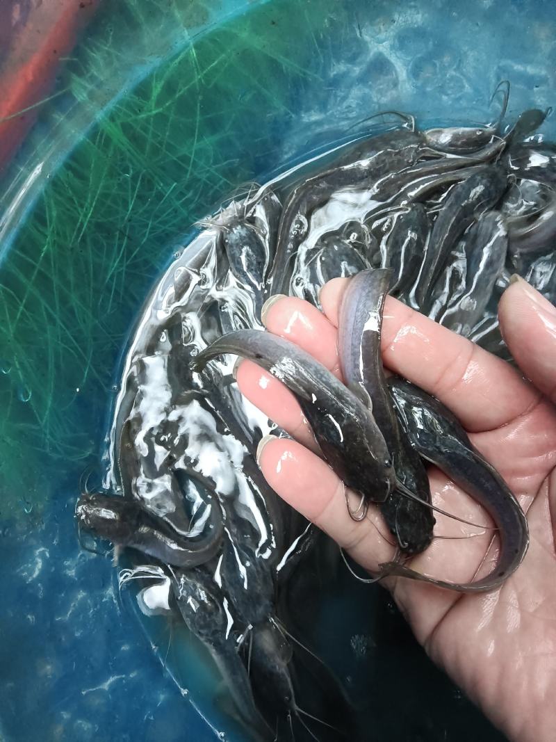 大量供应，埃及鱼苗杂交良种快大好养，一手货源场地直销，