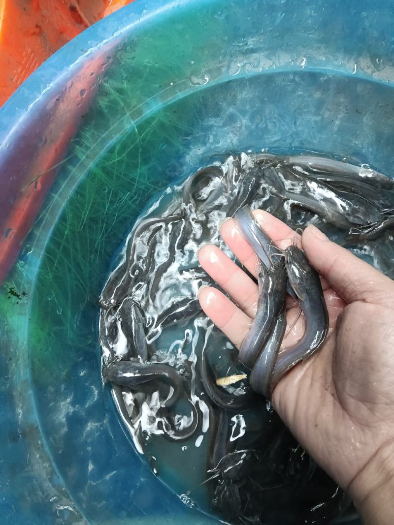 大量供应，埃及鱼苗杂交良种快大好养，一手货源场地直销，