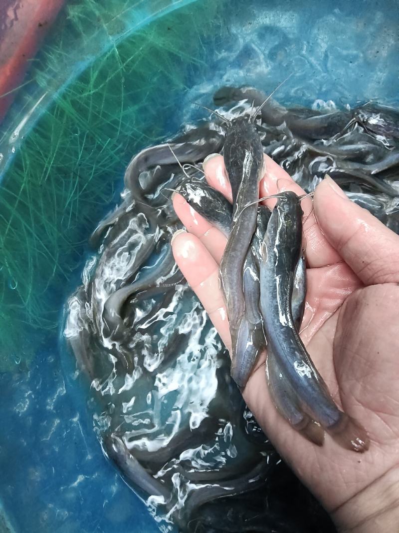 大量供应，埃及鱼苗杂交良种快大好养，一手货源场地直销，