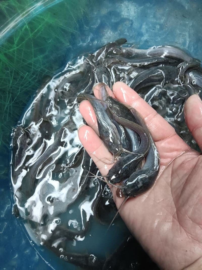 大量供应，埃及鱼苗杂交良种快大好养，一手货源场地直销，
