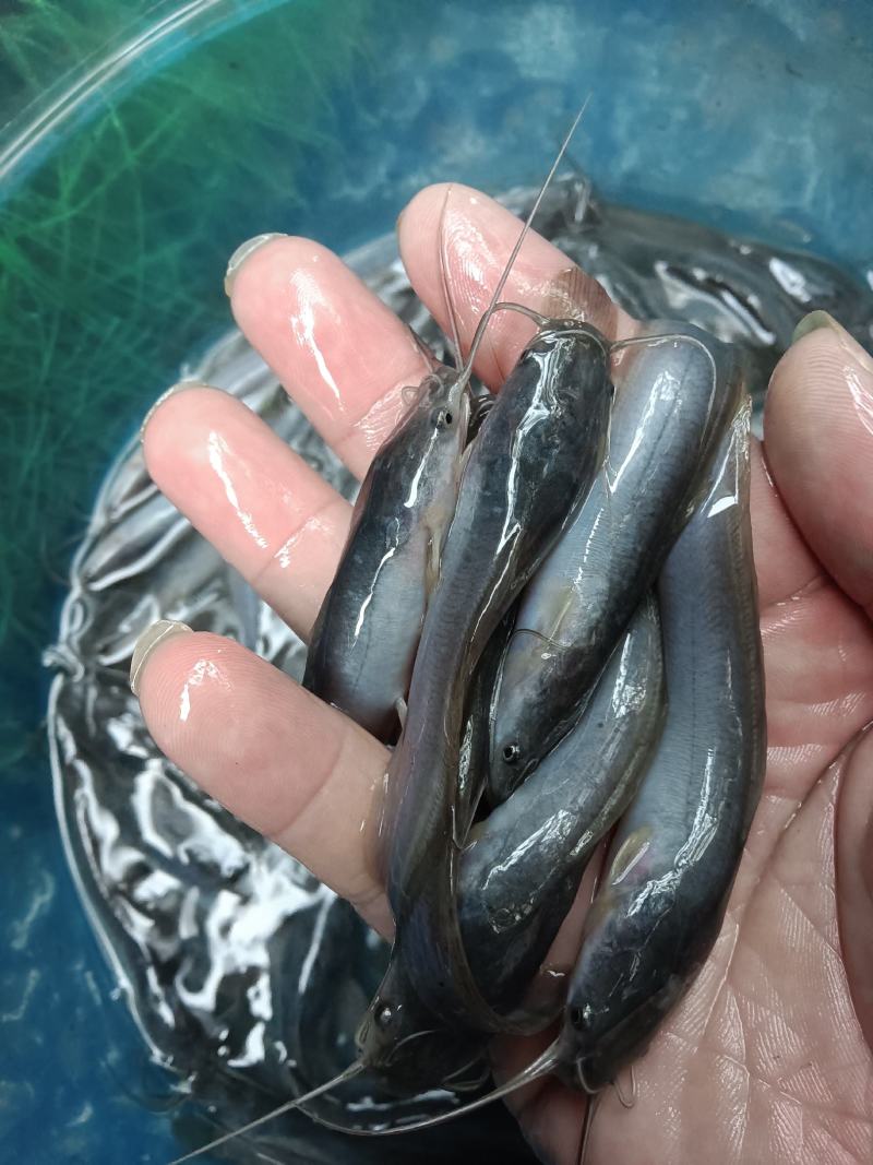 大量供应，埃及鱼苗杂交良种快大好养，一手货源场地直销，