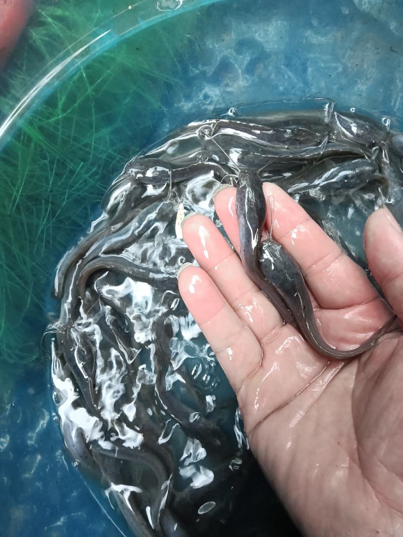 大量供应，埃及鱼苗杂交良种快大好养，一手货源场地直销，