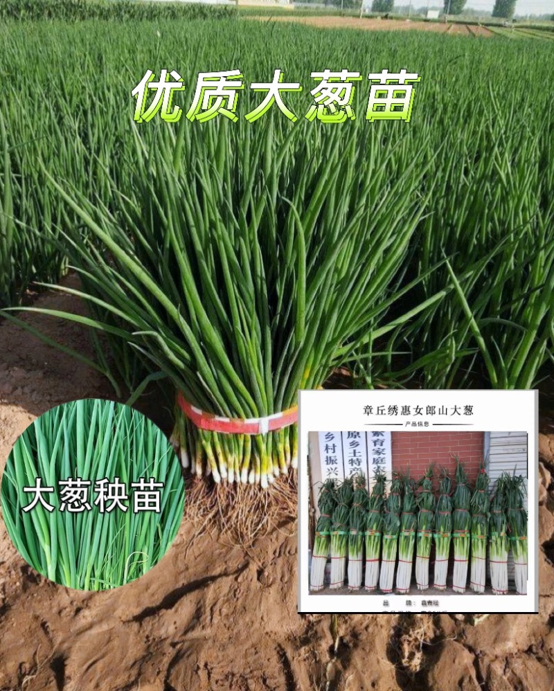 预定：葱苗状元高白甜脆大葱葱苗原产地发货铁杆刚葱苗