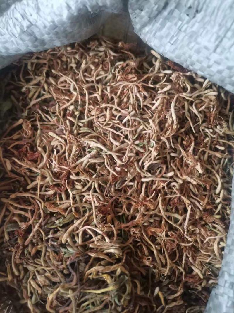 麻城大别山纯野生金银花