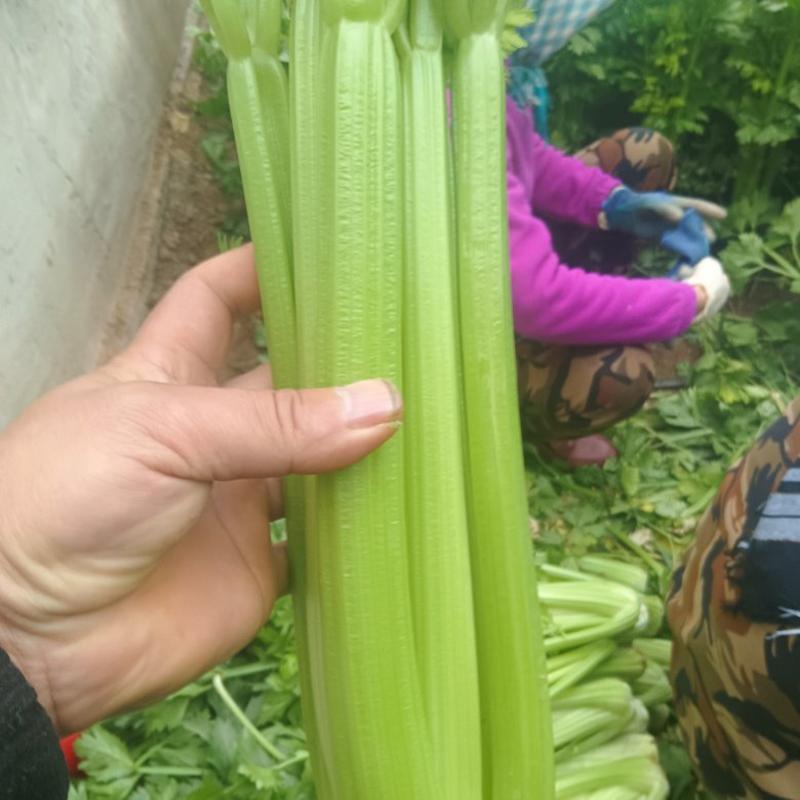 西芹精品西芹货源充足量大从优质量保证对接全国欢迎咨询