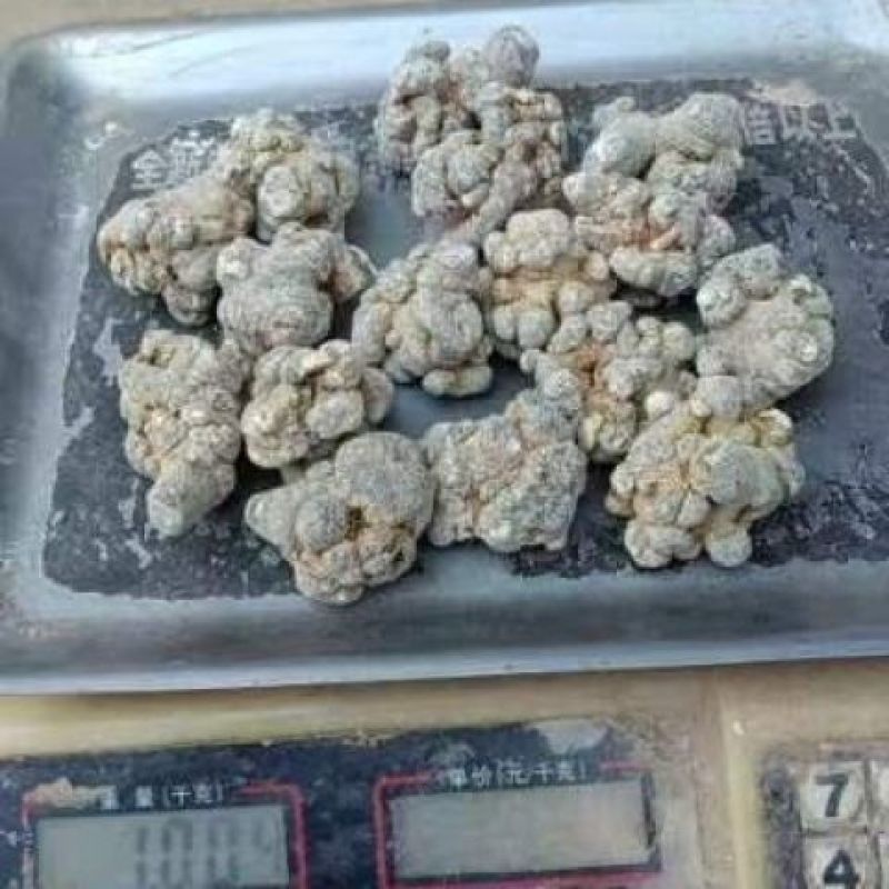 云南文山三七10头20头30头田七自产自销农户价正品包邮