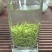 高山清明雨前茶