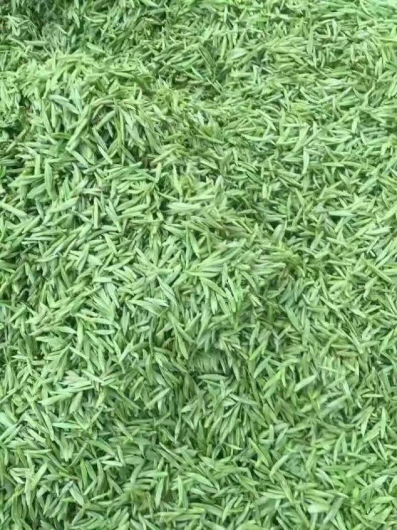 高山清明雨前茶