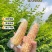 西双版纳香糯小玉米(熟制)净含2千克精美礼盒装