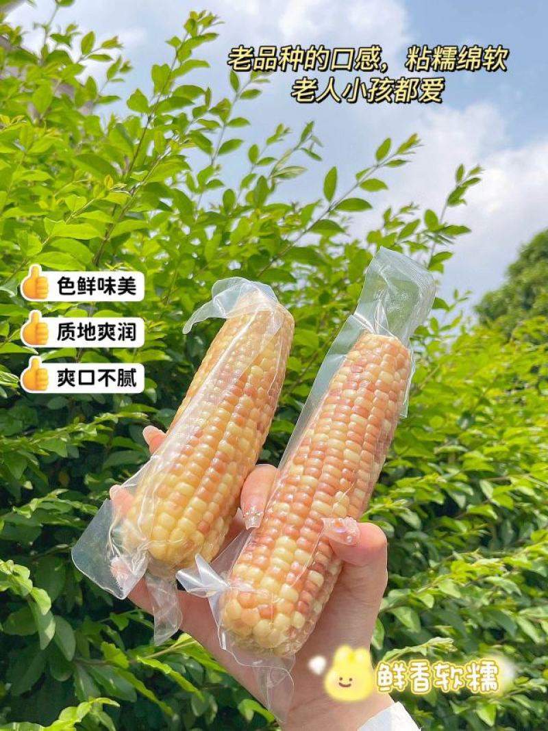 西双版纳香糯小玉米(熟制)净含2千克精美礼盒装