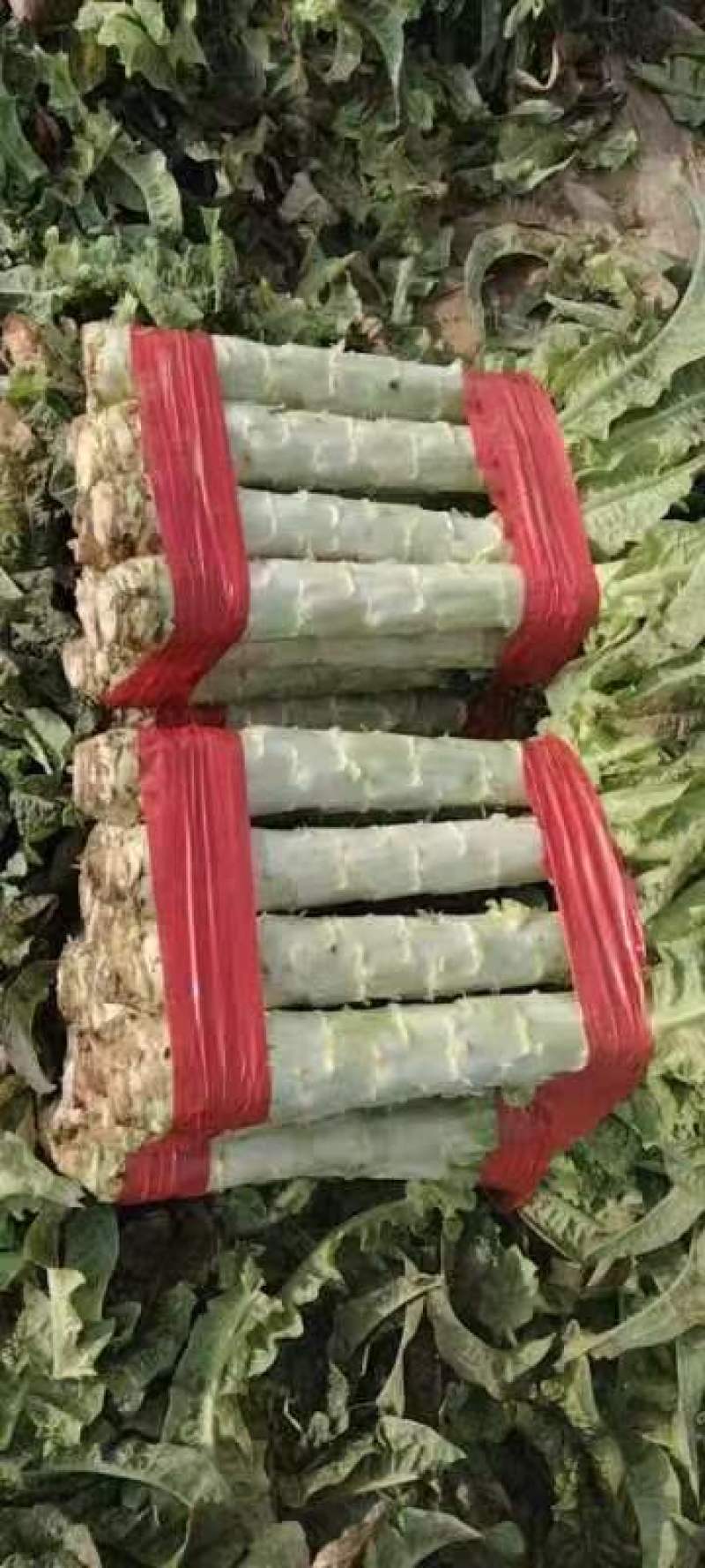 【精品】莴苣莴笋大量新鲜供应，可视频看货欢迎来电