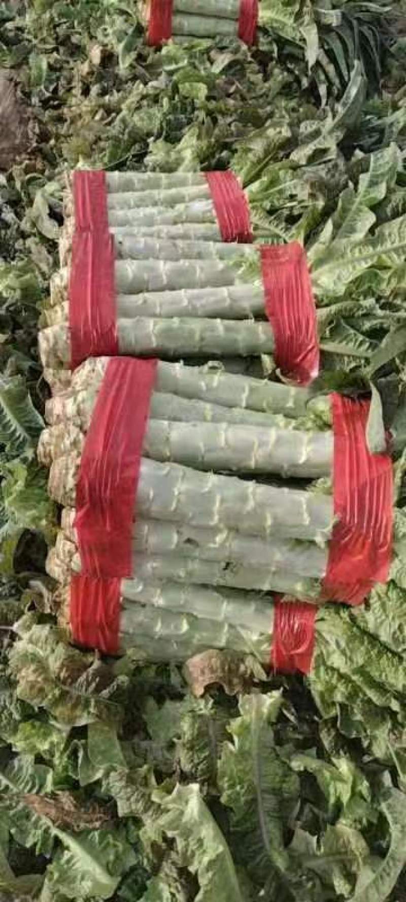 【精品】莴苣莴笋大量新鲜供应，可视频看货欢迎来电