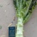 【精品】莴苣莴笋大量新鲜供应，可视频看货欢迎来电
