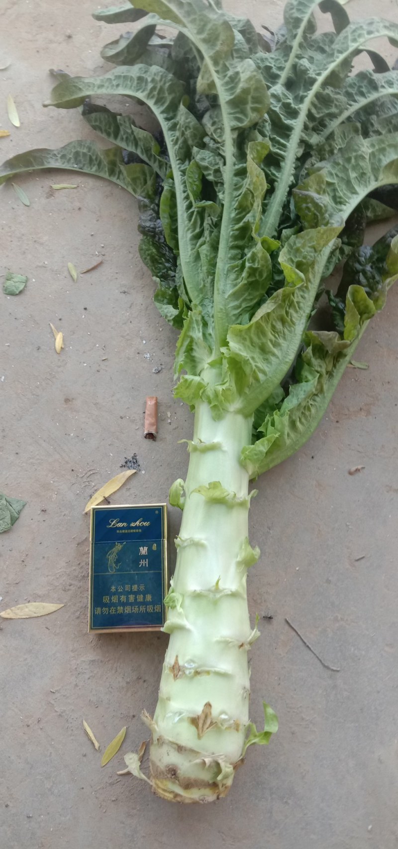 【精品】莴苣莴笋大量新鲜供应，可视频看货欢迎来电