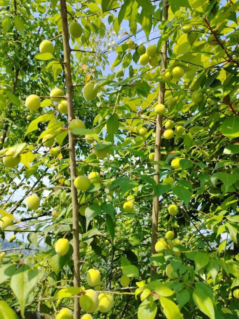 供应优质鲜果青梅做泡酒加工乌梅蜜饯一手货源产地直发