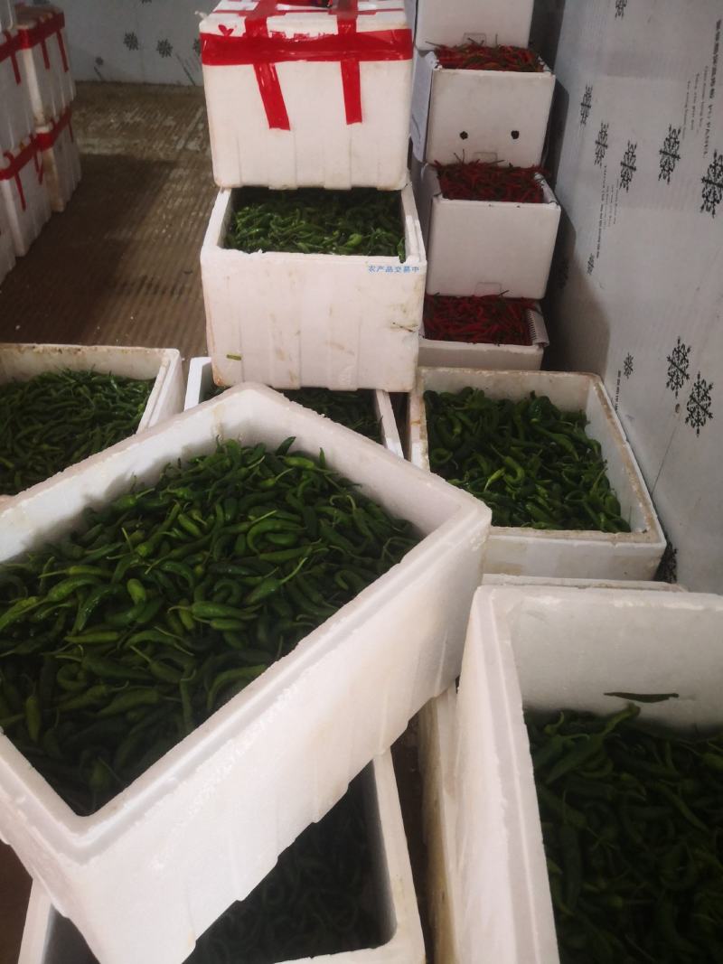 广西小米辣大量上市，欢迎全国各地朋友采购。