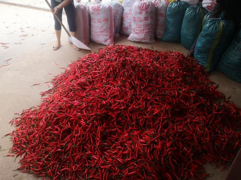 广西小米辣大量上市，欢迎全国各地朋友采购。
