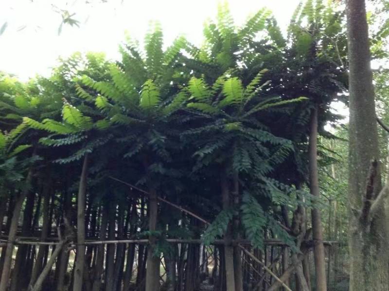 麻楝大量4-20米径自家袋苗价格便宜欢迎咨询截杆货骨架货