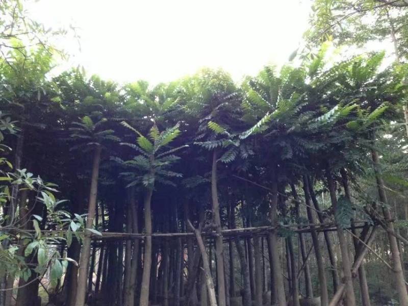 麻楝大量4-20米径自家袋苗价格便宜欢迎咨询截杆货骨架货