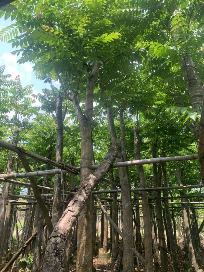 麻楝大量4-20米径自家袋苗价格便宜欢迎咨询截杆货骨架货