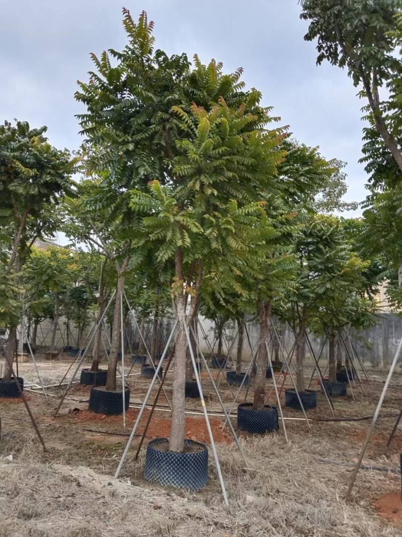 麻楝大量4-20米径自家袋苗价格便宜欢迎咨询截杆货骨架货