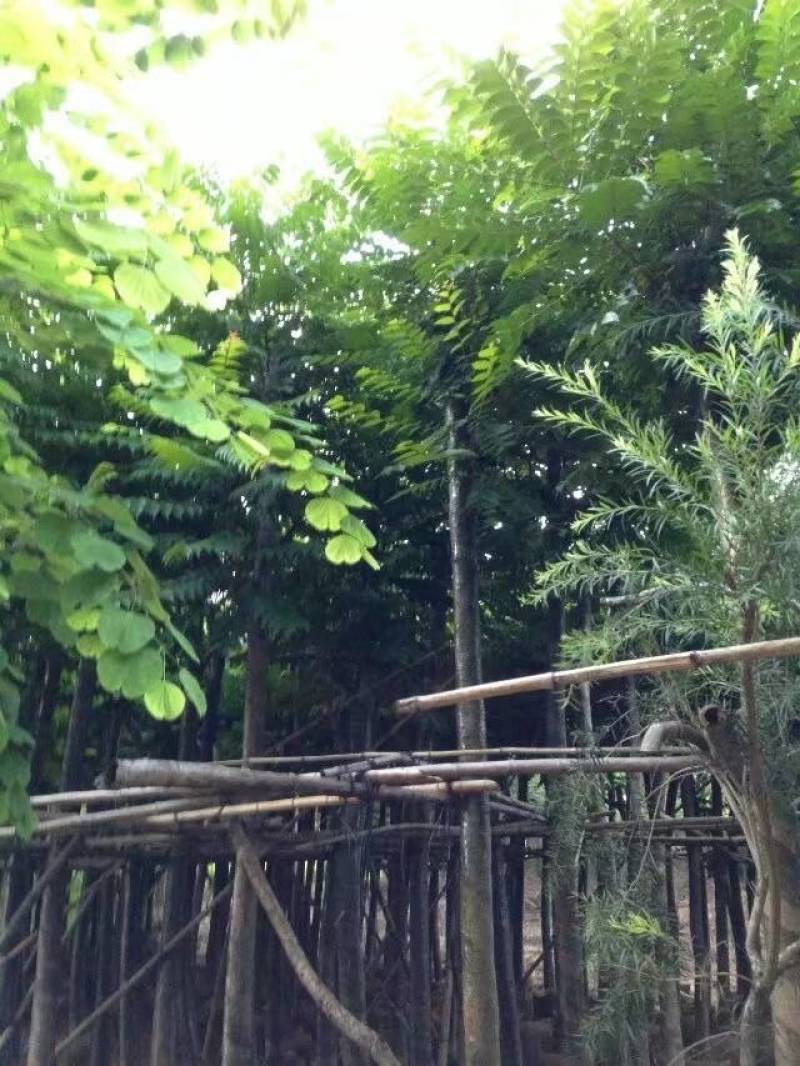 麻楝大量4-20米径自家袋苗价格便宜欢迎咨询截杆货骨架货